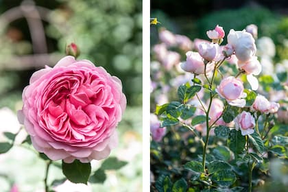 A la izquierda, rosa ‘Princess Alexandra’. A la derecha, rosa ‘Scepter'd Isle’. De la bellísima y cuidada colección de Madeleine.
