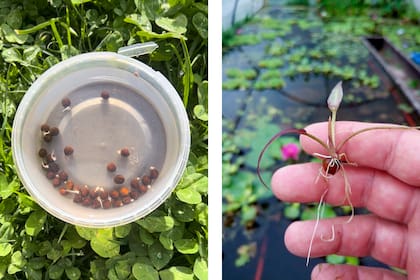 A la izquierda, semillas de la irupé comenzando a germinar en agua entre 28° y 32°C. A la derecha, plántula con raíces y sus primeras hojas sagitadas.