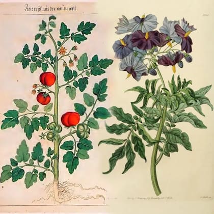 A la izquierda, Solanum lycopersicum; a la derecha, Solanum etuberosum: los descendientes de los progenitores de las papas (Johannes Kentmann, 1563/Edwards's botanical register)