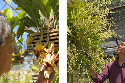 A la izquierda, Stanhopea tigrina, con flores que "parecen de otro planeta". A la derecha, Miltonia flavescens, la primera fue cultivada por el padre de Gustavo Ogata.