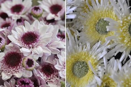 A la izquierda, un crisantemo de pequeñas flores tipo multiflora o spray (muchas “flores” por vara); a la derecha, uno de la categoría uniflora (una sola “flor” por vara), de estilizada forma.