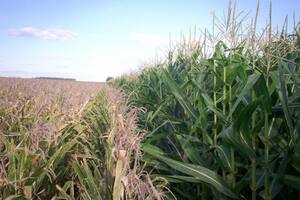 El clima y el maíz: ¿temprano o tardío?