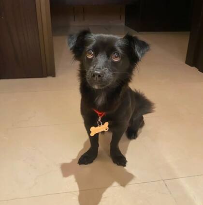 A la perra la habían abandonado y estaba bien de salud (Foto: The Dodo)