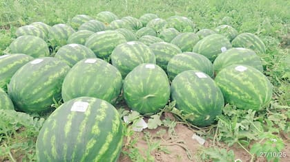 A la sandía se le pone un sello de identificación