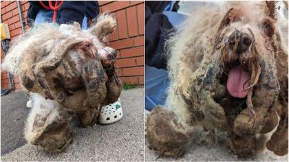 A Larry le cortaron dos kilos de pelaje