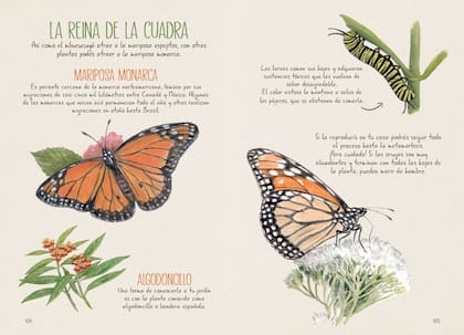 A las diversas especies de la reina de los insectos la guía les dedica varias páginas