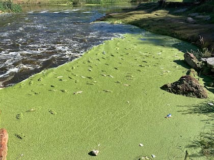 A las muertes de peces se sumó la presencia de mantos verdes fluorescentes de cianobacterias