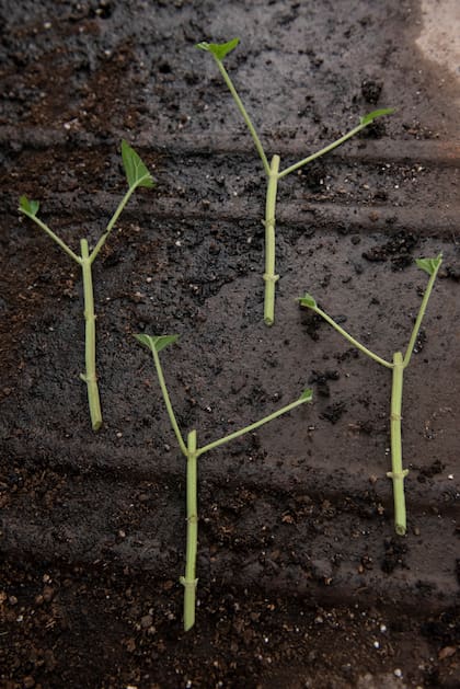 A las tres semanas, el esqueje ya suele estar listo para su nueva maceta