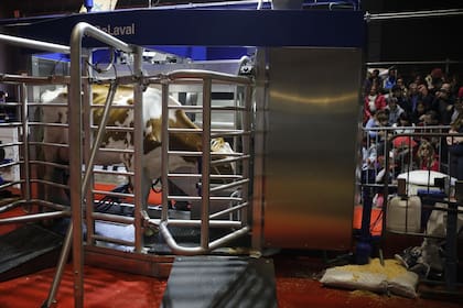 Medida: un funcionario habló de un novedoso crédito para los tambos y dio un dato que se destaca en el mundo 4 A lo largo de esta semana, se brindaron distintas charlas sobre lechería en la Rural