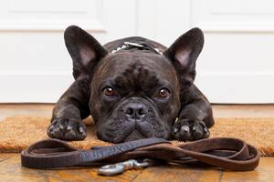 A los bulldog frances se les suele cortar las colas por cuestiones estéticas