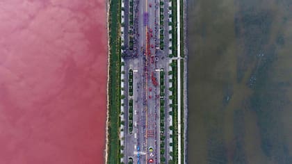 A los especialistas les llamó la atención que sólo de un lado de la carretera se tiñera de color púrpura