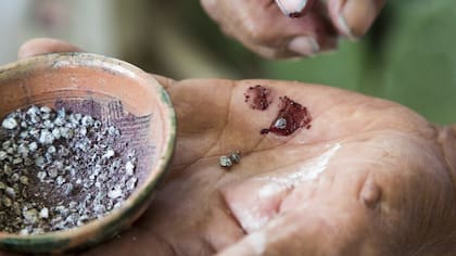 A los insectos se los deja secar primero y luego se los tritura