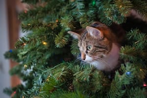 Los ocho mejores consejos para evitar que las mascotas arruinen el arbolito de Navidad