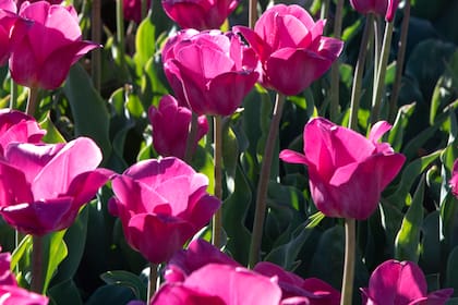 A los pies de la cordillera, en un valle fértil a 13 kilómetros del centro de Trevelin, este campo de tulipanes forma parte de la ruta Galesa y ofrece un patio de comidas con repostería de esa especialidad