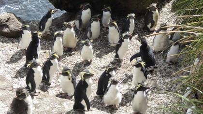 A los pingüinos penacho amarillo del norte les encanta la escarpada costa de Tristán de Acuña.
