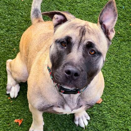 A los pocos días, la personalidad de Toni floreció y se volvió una perrita amorosa y juguetona.