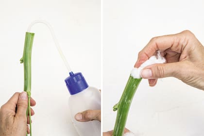 A los tallos huecos se les hace un corte recto, luego hay que rellenar el tallo con agua, tapar con algodón e introducir en un recipiente con agua, como en delphiniums (Consolida ajacis), moluchelas (Moluccella laevis), etc.