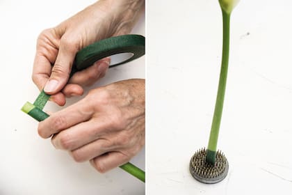 A los tallos muy tiernos, como los de las como los de amarilis, calas (Zantedeschia aethiopica), etc., hay que realizarles un corte recto y proteger el extremo del tallo con cinta de entaipar para que no se abran.