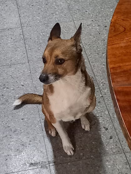 A Martín le amputaron una de sus patitas delanteras.