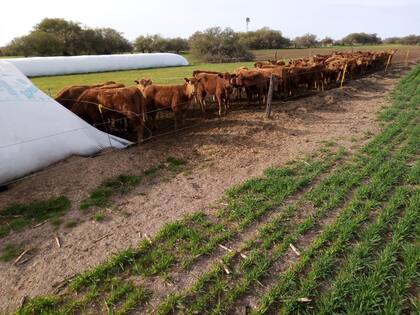 A mayor consumo de agua estimula un mayor consumo de alimento, y a medida que haya un mayor consumo de alimento habrá mayor producción de carne o leche