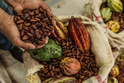 A mayor porcentaje de cacao en un chocolate, menor es el porcentaje de azúcares y grasas y por ende, más beneficioso para la salud