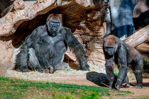A mediados de enero de 2021, los mamíferos de un zoológico habían desarrollado síntomas de COVID-19 tras haber estado en contacto directo con un cuidador que se había enfermado.
