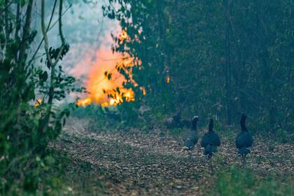A mediados de febrero pasado, la Fundación Rewilding difundió imágenes para alertar sobre el impacto de los incendios en la fauna