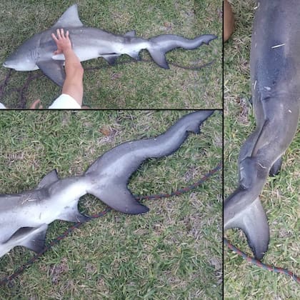 A mediados de junio, el FWC halló un tiburón toro que también tenía la columna torcida