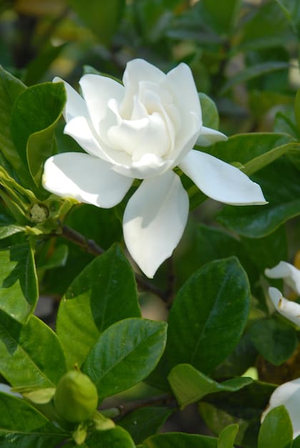 A mediados de la primavera florece con su fragancia a fiesta y resalta en los jardines por la noche con sus flores blancas