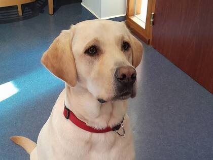 A mediados del 2023, la residencia de ancianos Bois Joli adoptó a Twix como mascota (Foto/Le Bois Joli/Facebook)