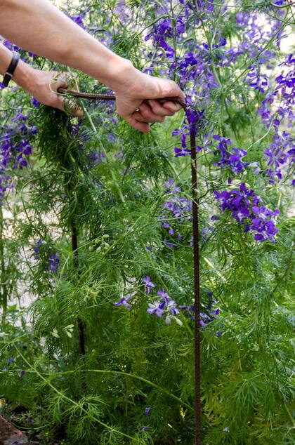 A medida que crezcan las herbáceas, por ejemplo las espuelas de caballero, es necesario tutorar para que se desarrollen bien formadas