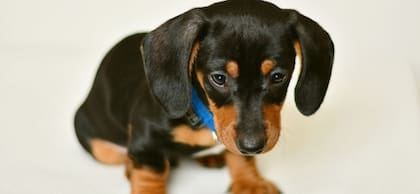 A medida que el cachorro crece, se pueden incorporar snacks saludables como trozos de zanahoria o de manzana