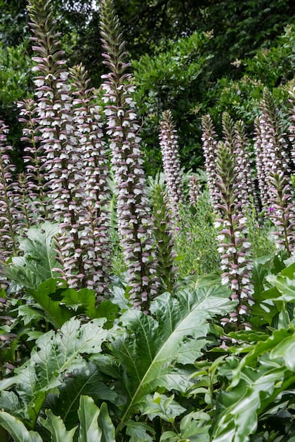 A medida que el sistema radicular de Acathus mollis se afianza, la floración gana fuerza y regularidad