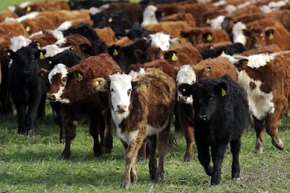 A medida que se incrementan los niveles de fibra en la dieta el grano entero permanece en el rumen por más tiempo y tiene más oportunidades de ser masticado 