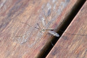A medida que suben las temperaturas, aumenta la preocupación por cómo evitar la invasión de mosquitos en el hogar