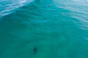 A menos de 20 metros de distancia, el tiburón blanco acechó al surfista que nunca se percató de su presencia