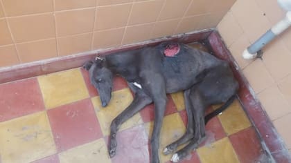 A Moe lo habían encontrado en el baño de un club con una profunda herida en el lomo.