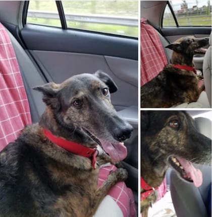 "A Morita la midieron y le hicieron un carrito a su medida".