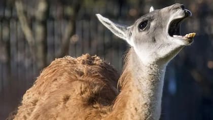 A muchos salvadoreños no les gusta que se los denomine guanacos por los símiles que algunos hacen con el animal