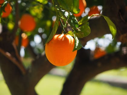 A nivel internacional la demanda se concentrará en la naranja para la molienda
