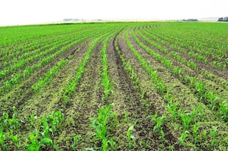 Del monitoreo a las rotaciones: las prácticas de los productores según el censo