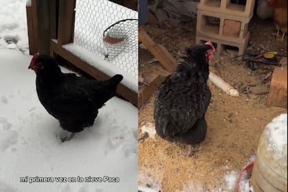 A Paca no le agradó la nieve y regresó rápidamente a su casa. (Facebook Tuty Vega)