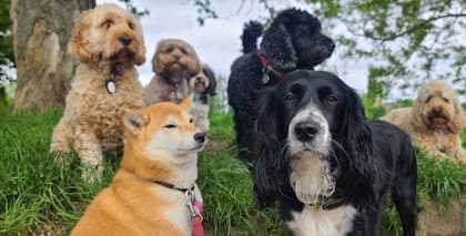 A partir de ahora, los animales deberán estar siempre con correa