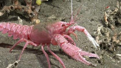 A partir de hoy, una nueva expedición explorará cañones submarinos en las profundidades del mar Argentino, esta vez en Chubut y Río Negro