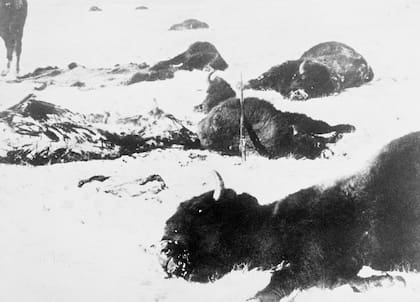 A partir de la segunda mitad del siglo XIX, era común ver miles de cadáveres de bisontes regados por las praderas de EE.UU.