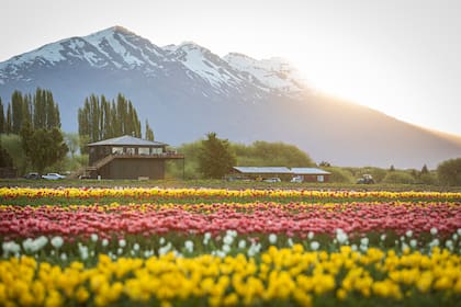A partir de las 15 sirven el té galés con tortas, scones y dulces en una casa suspendida sobre las plantaciones.