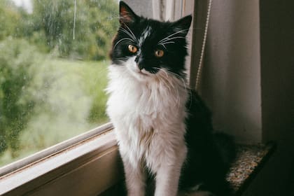 A partir de los 11 años se considera viejo a un gato