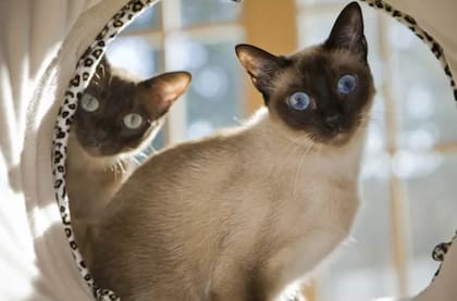 A partir de los 7 años, los veterinarios recomiendan iniciar chequeos médicos periódicos con foco en la salud dental, un área propensa a deteriorarse con el paso del tiempo