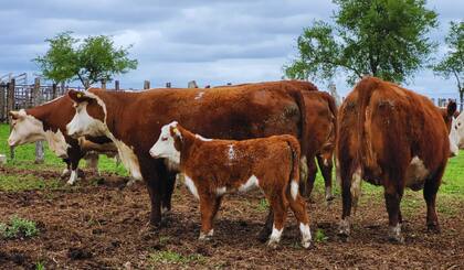 A partir de los datos obtenidos “se crean índices productivos (con datos sobre ganancia de peso, otro que es de carcaza que contempla las ecografías, el espesor de grasa dorsal y ojo de bife), fenotípicos (que es con jurados especialistas que observan a los animales) y, por último, índice reproductivo (que es en base a la calidad seminal)