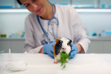A partir de plantas y hongos, la fitomedicina busca mejorar el bienestar integral de los animales